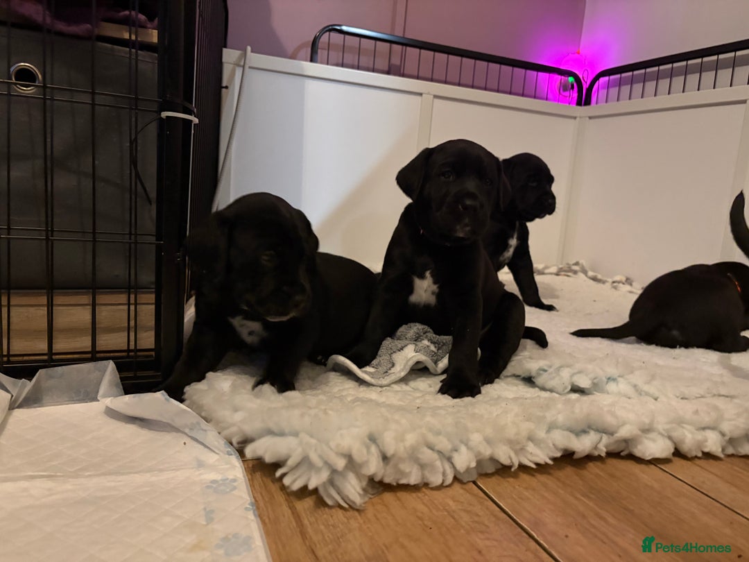 Mixed Breed dogs for sale: Beautiful Dalmador (lab X Dalmatian) puppies..!  - Advert 12