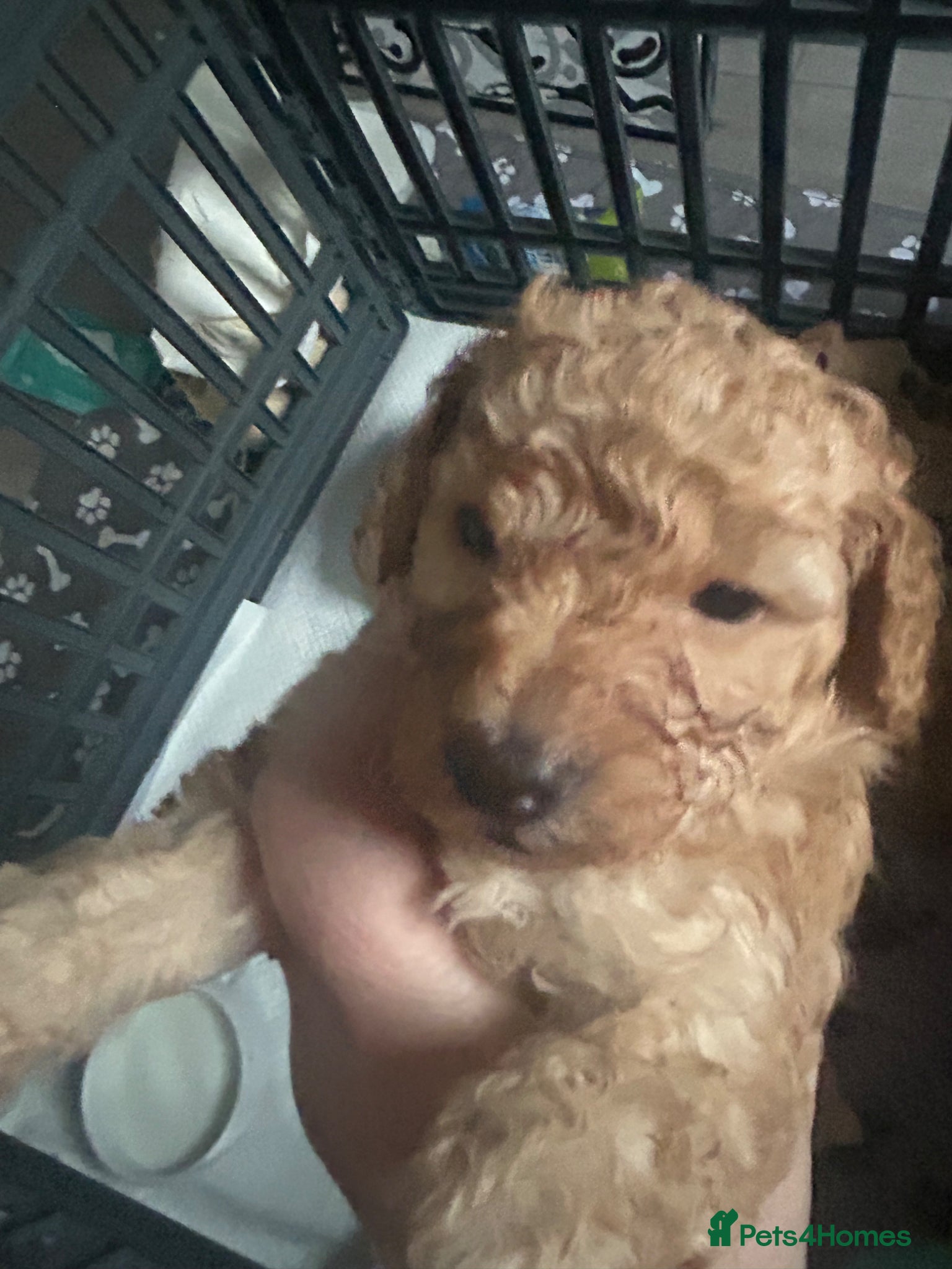 Toy Poodle dogs Stunning & outstanding KC reg toy poodles  - Advert 1