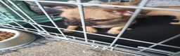 Pomchi dogs for sale: Adorable Pomchi pups in Liverpool - Advert 6