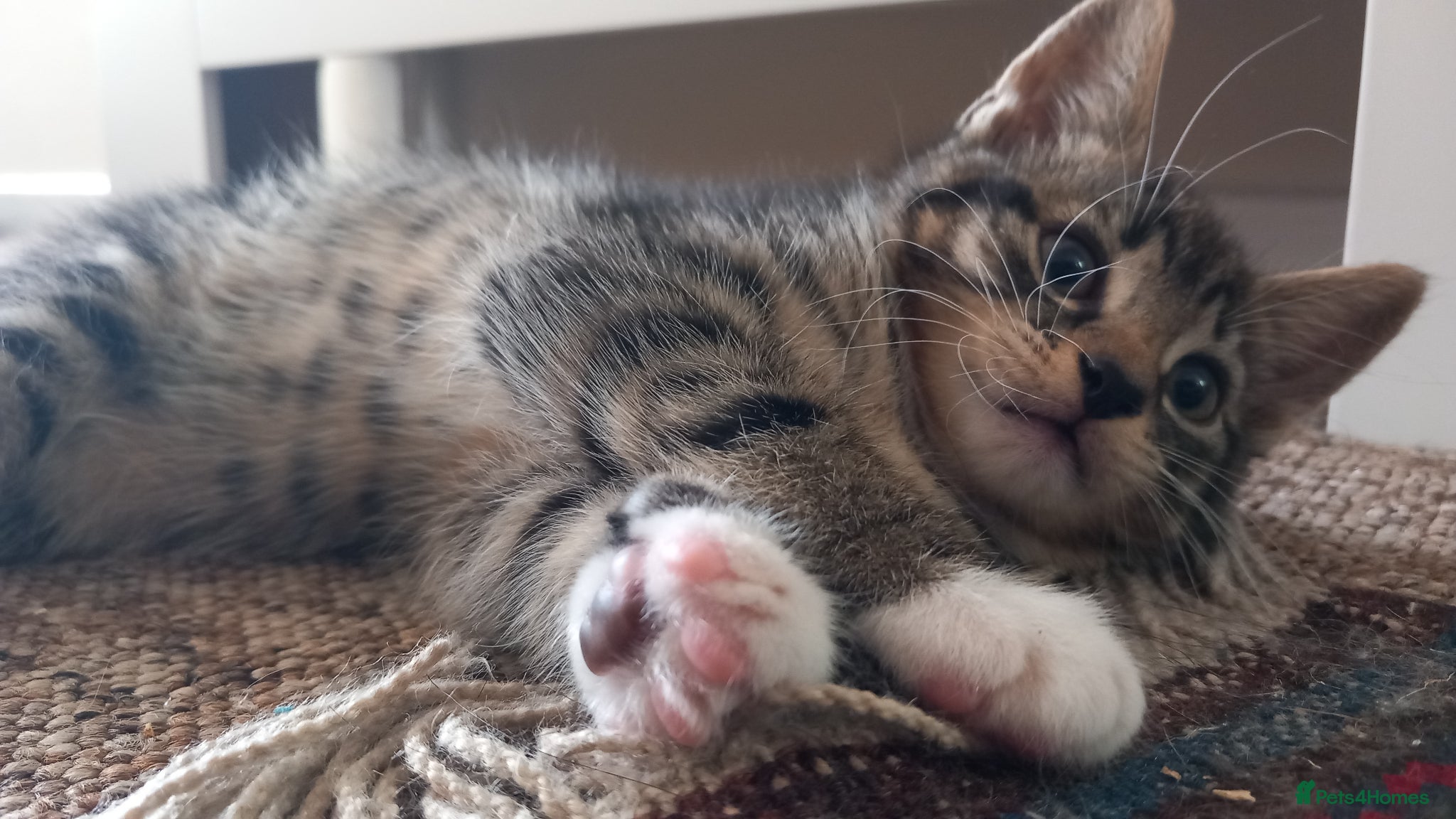 Mixed Breed cats Beautiful male tabby kitten  - Advert 8