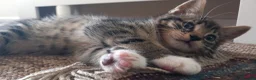 Mixed Breed cats for sale: Beautiful male tabby kitten  - Advert 1