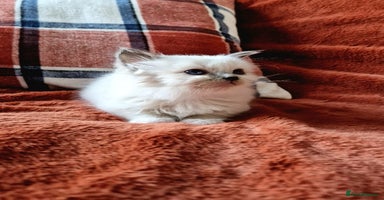 Ragdoll cats - Advert 4