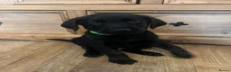 Labrador Retriever dogs for sale: 🐾❤️Beautiful Labrador puppies❤️🐾 - Advert 16