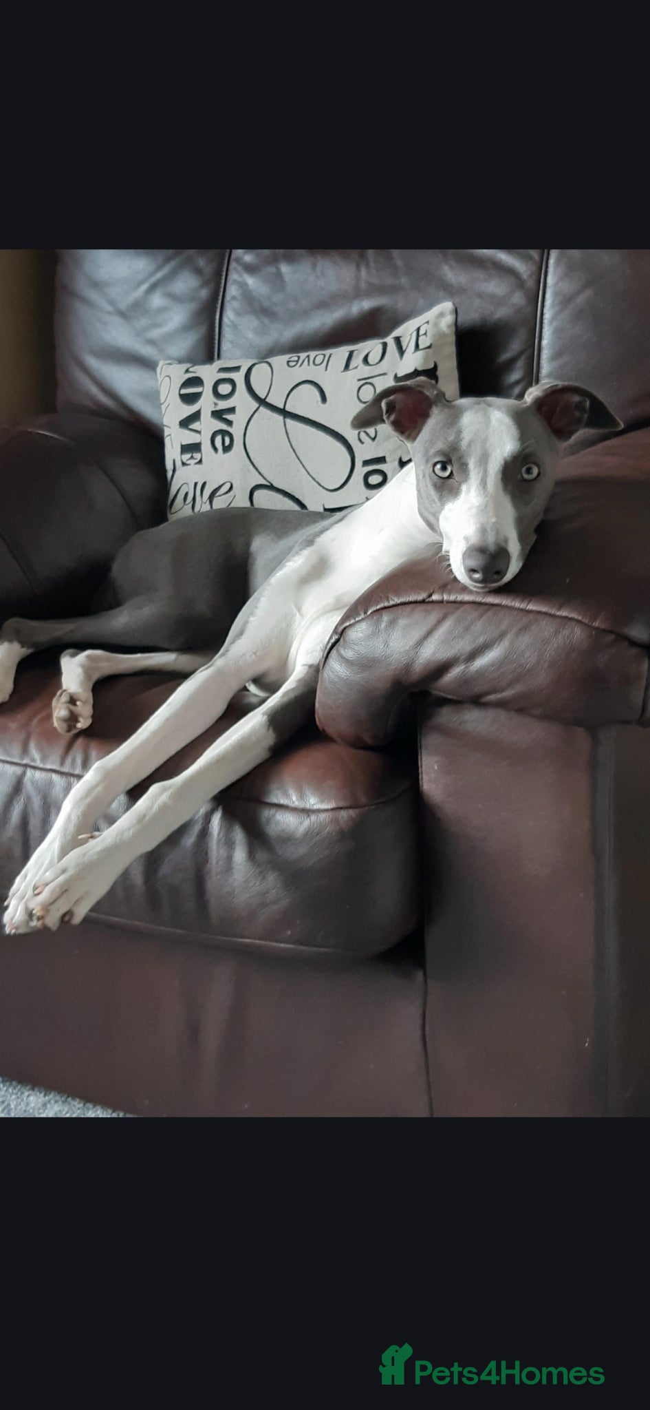 Whippet dogs Kc registered whippets.....2 boys left  - Advert 1