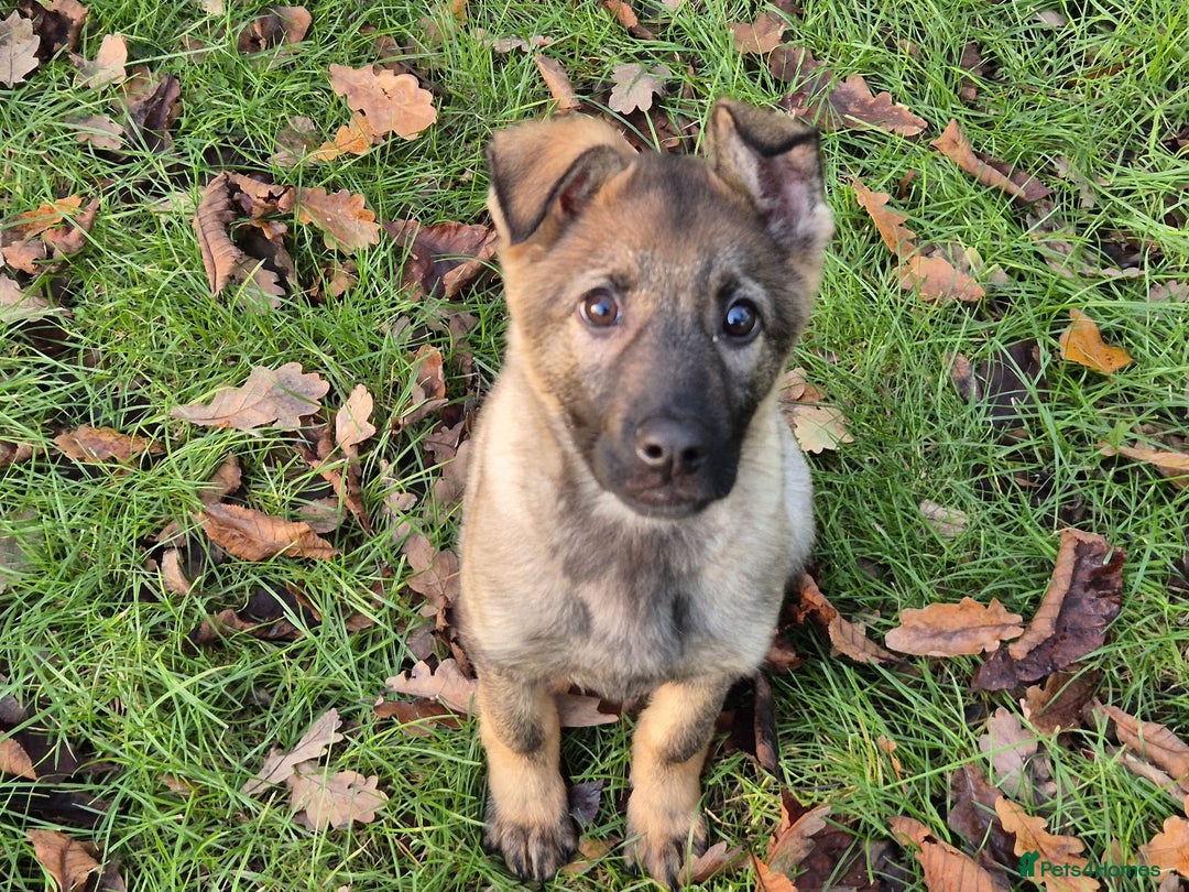 German Shepherd dogs for sale: 14-Week-Old German Shepherd Bitch Puppy  - Advert 3