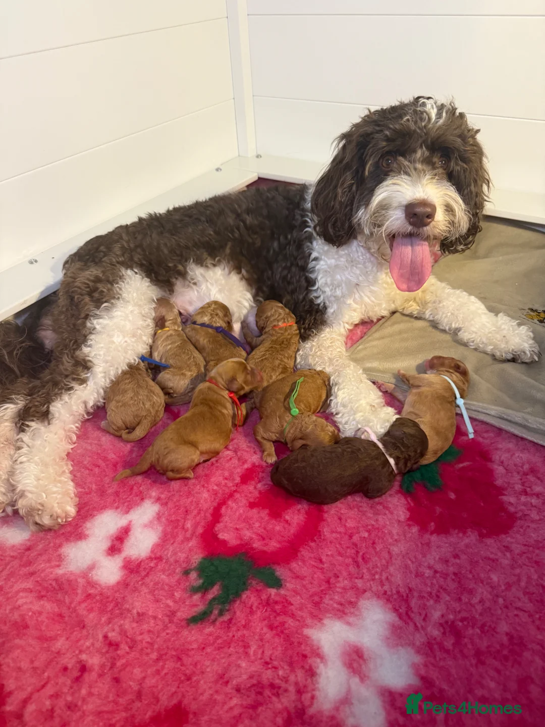 Labradoodle dogs for sale: 🐾 Beautiful F1B Miniature Labradoodle Puppies 🐾 - Advert 2