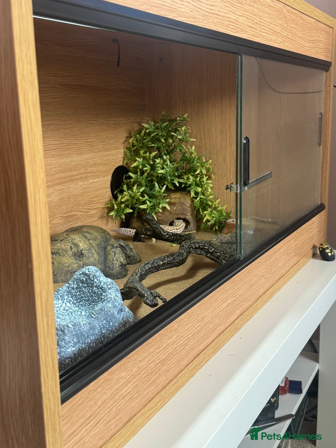 Leopard Gecko reptiles for sale: Female Leopard Gecko  - Image 7