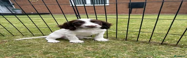 Cocker Spaniel 1 