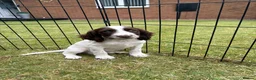 Cocker Spaniel dogs for sale: *Beautiful Litter Of Cockerspaniels* - Advert 33