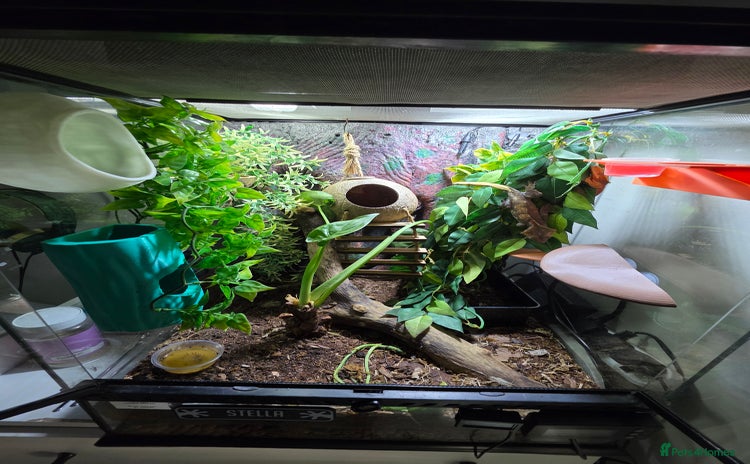 Gecko reptiles - Advert 12