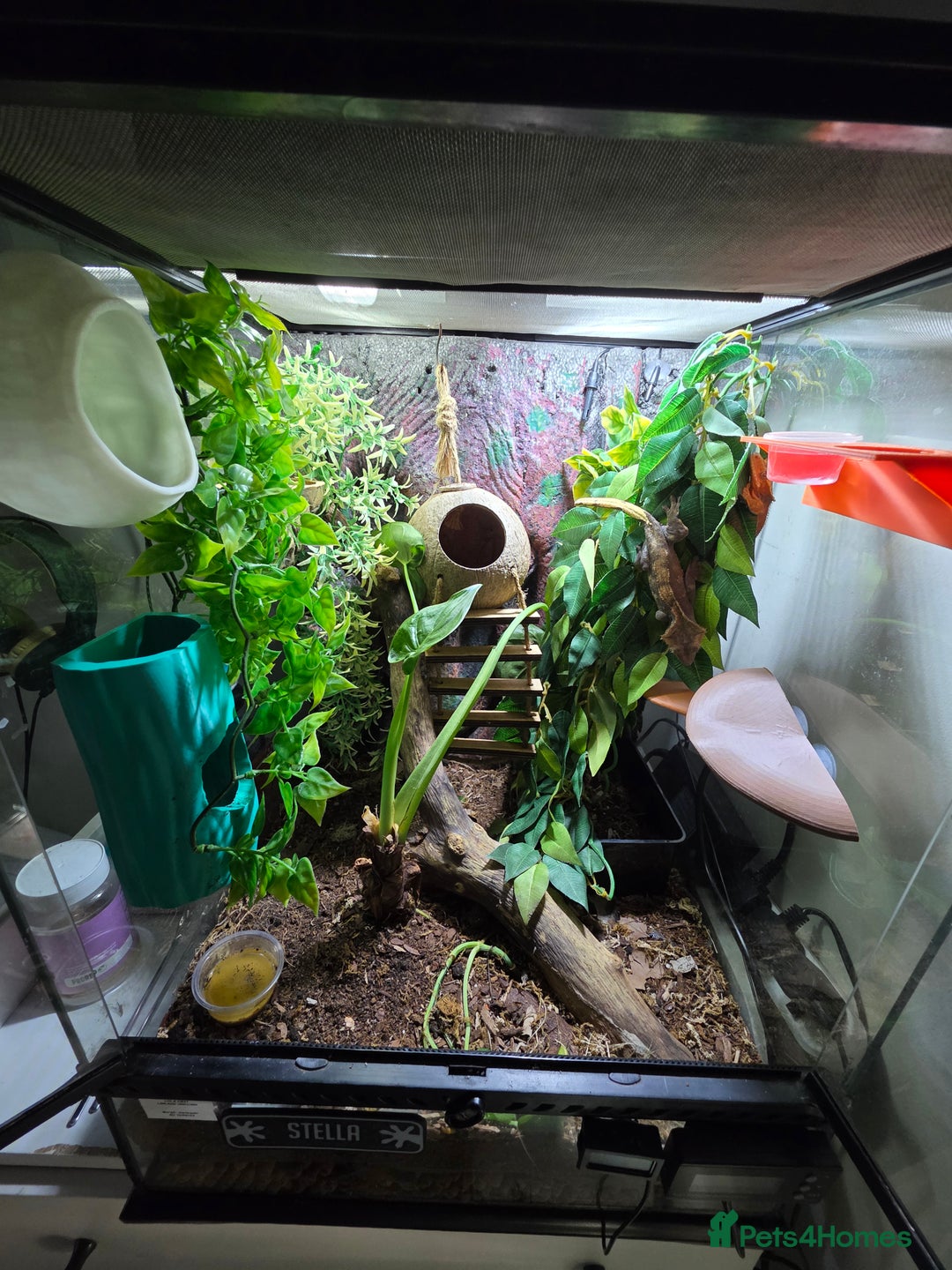 Gecko reptiles for sale: Crested gecko female pair  - Image 1