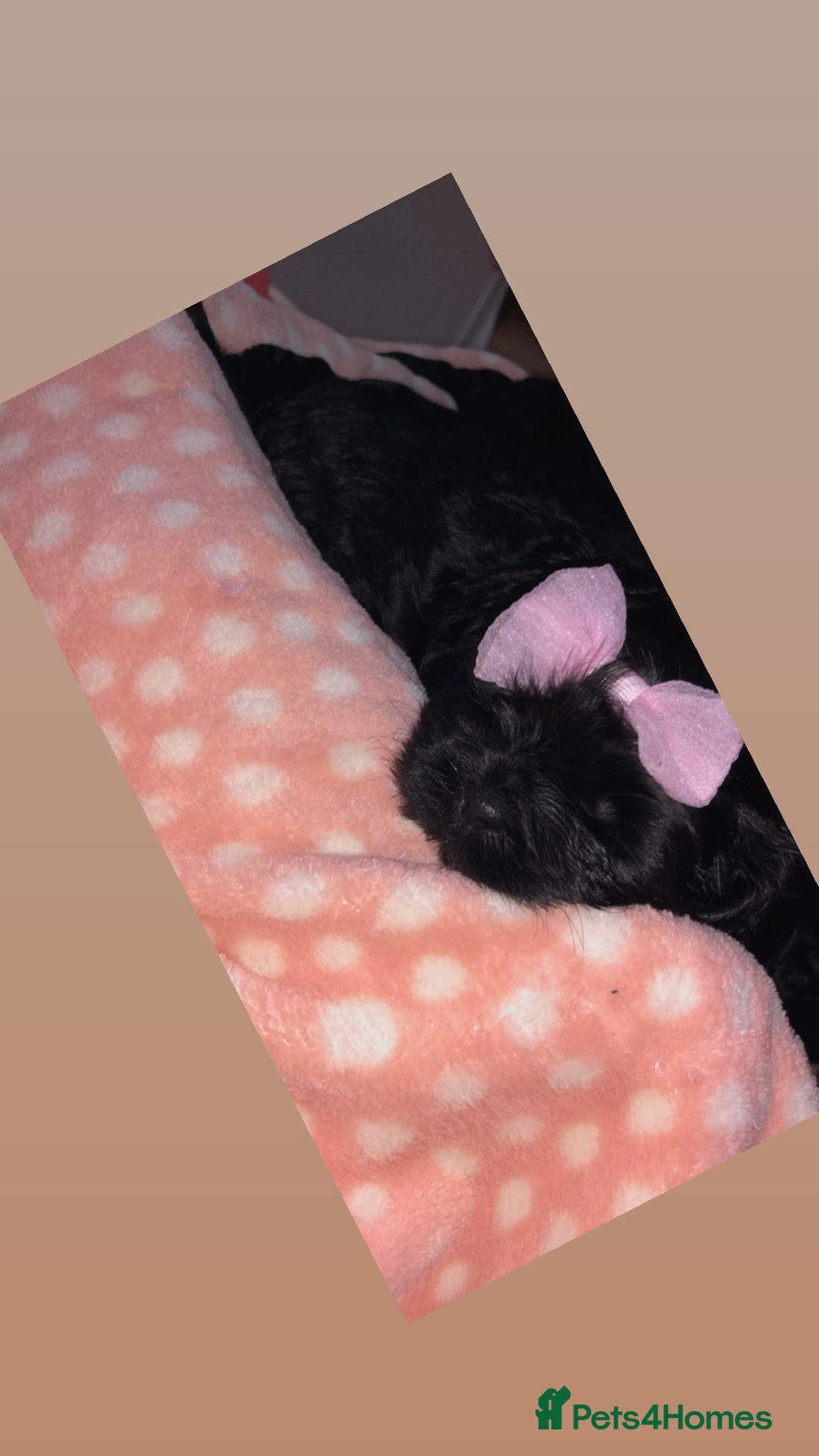 Shihpoo dogs for sale: Beautiful Shihpoos 🐶🐾 - Image 19