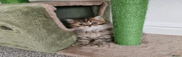 Scottish Fold cats for sale: Adorable Scottish Fold Straight Ear Tabby Kittens  - Advert 28