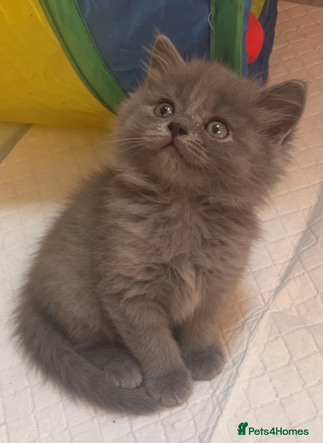 British Shorthair cats Gorgeous British shorthair kittens… - Advert 5