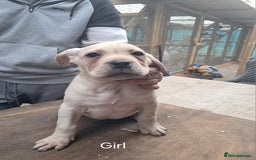 Cane Corso dogs for sale: Cane Corso Puppies - Advert 14