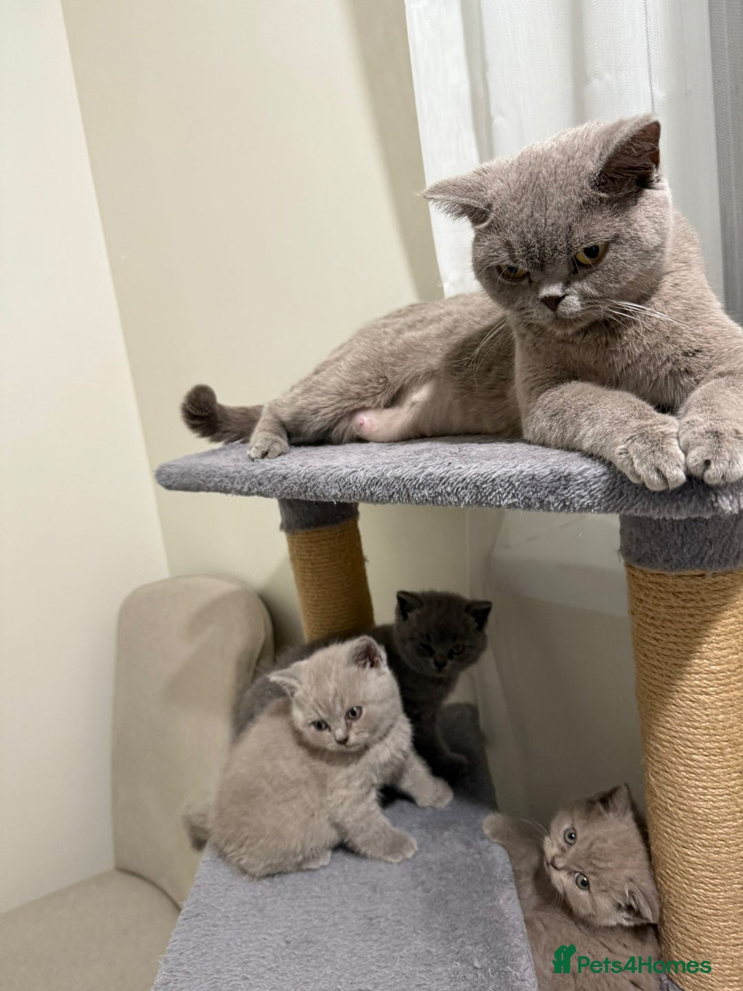 British Shorthair cats for sale: British shorthair kitten - Advert 17
