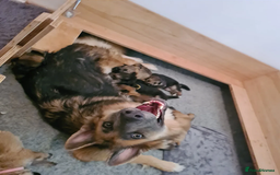 German Shepherd dogs for sale: Adorable 8-Week-Old German shepherd - Image 4