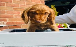 Cocker Spaniel dogs for sale: 1 Simply gorgeous Male Cocker Spaniel left 🐶⭐️🐶 - Image 8
