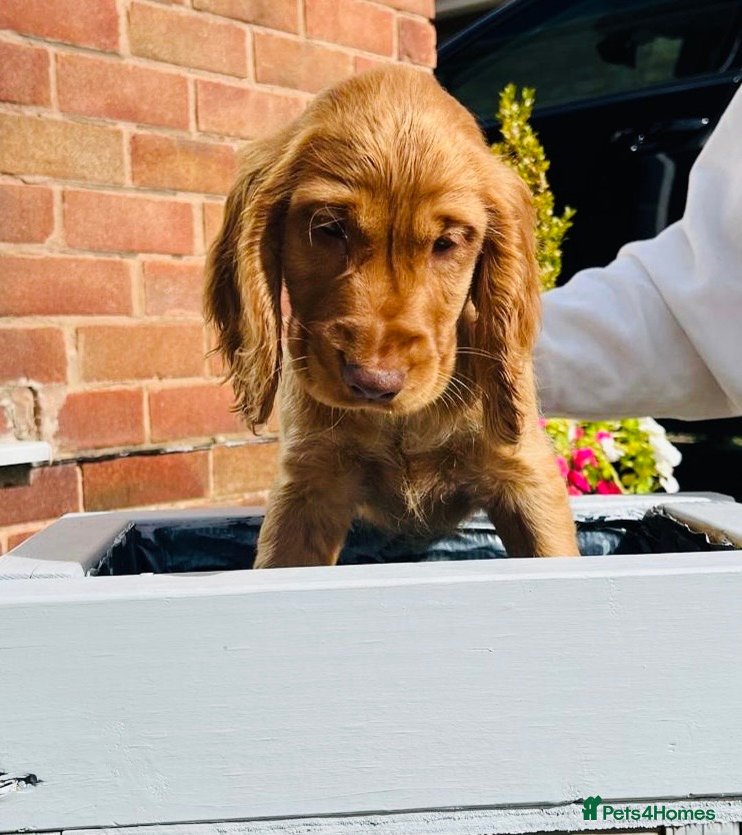 Cocker Spaniel dogs for sale: 1 Simply gorgeous Male Cocker Spaniel left 🐶⭐️🐶 - Image 8
