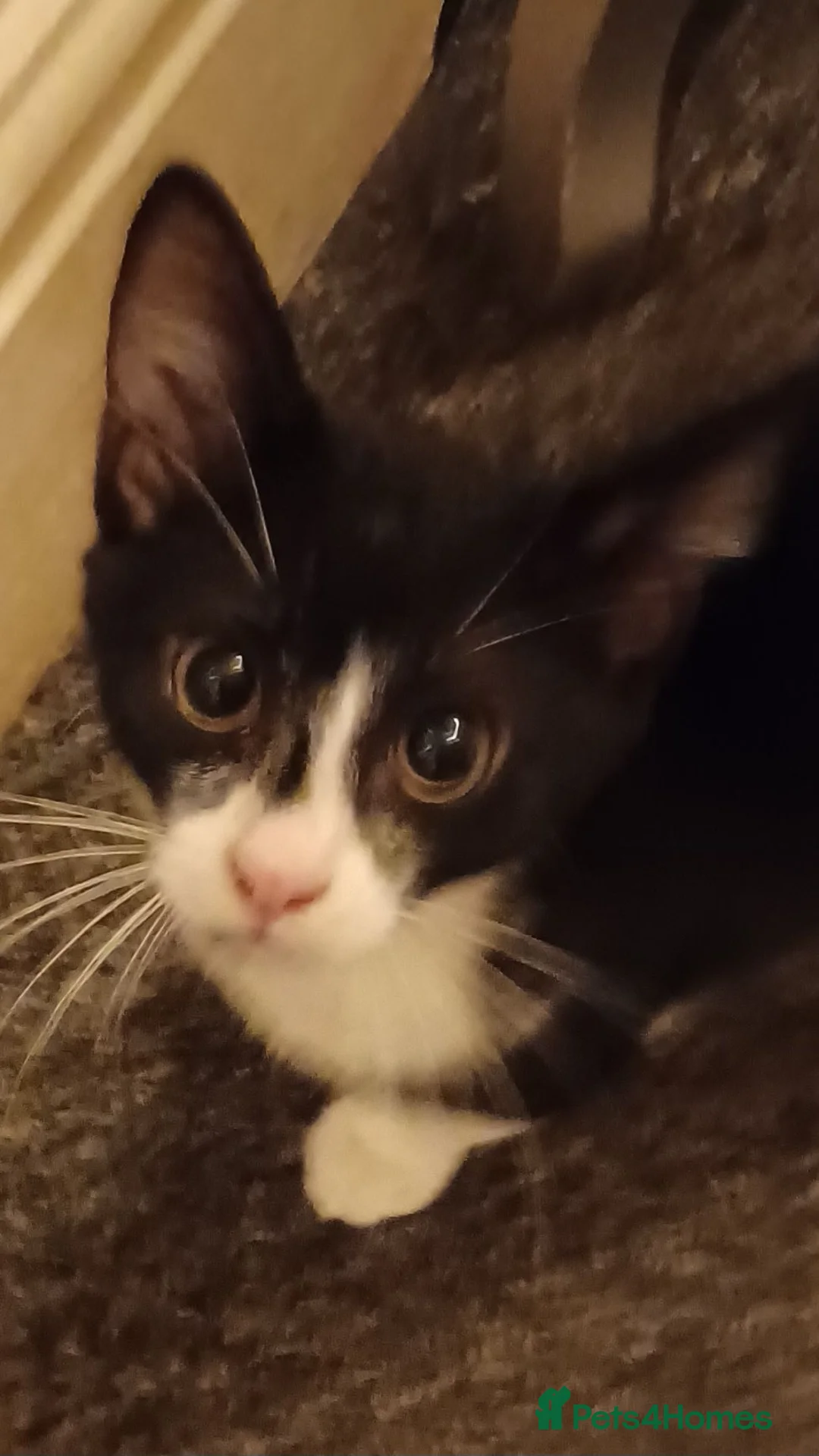Mixed Breed cats for sale: 2boys & 2girls  - Advert 2