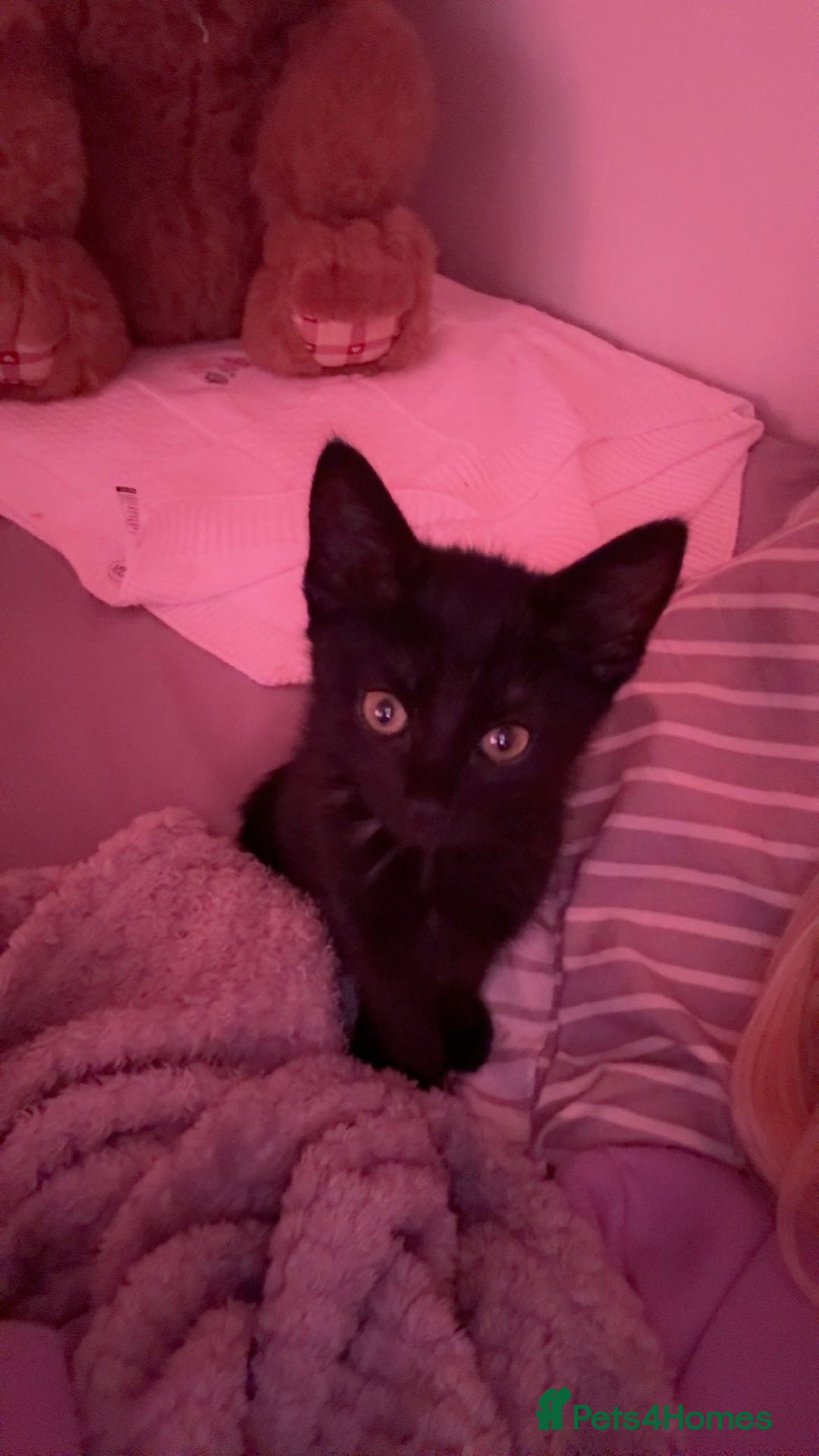 Persian cats for sale: Female kitten - Advert 2