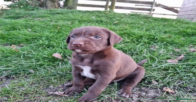 Mixed Breed dogs - Advert 3