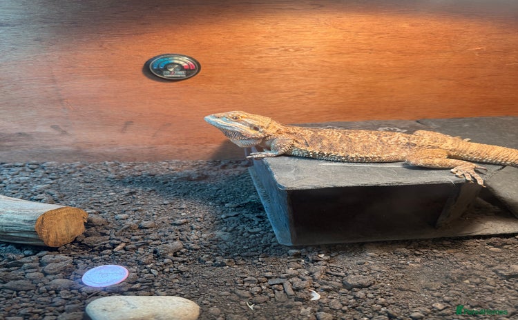 Lizard reptiles - Advert 2