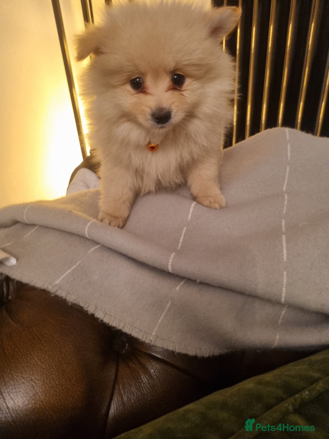 Pomeranian dogs for sale: Pomeraniums  - Advert 23