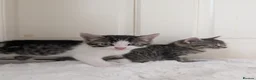 Mixed Breed cats for sale: Kittens Looking for Loving Homes  - Advert 12