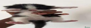 Mixed Breed 3