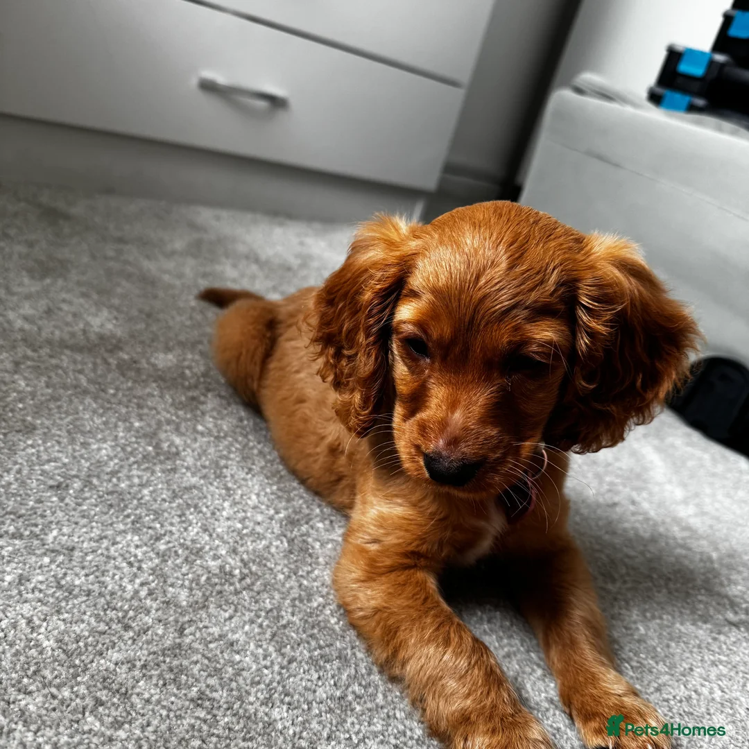 Cockalier dogs for sale: 10 week puppy cockalier  - Advert 6