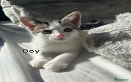 Domestic Shorthair cats for sale: Tabby kittens ready for their new homes  - Image 3