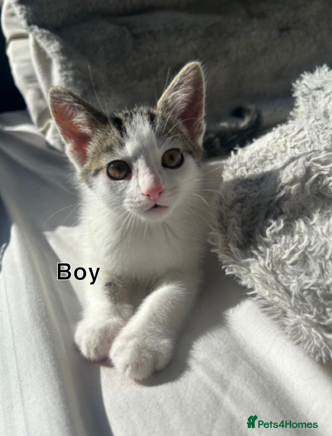 Domestic Shorthair cats for sale: Tabby kittens ready for their new homes  - Image 3