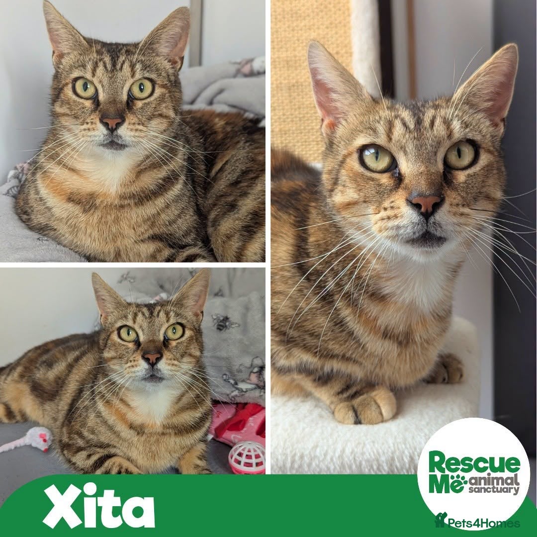 Mixed Breed cats Xita - lovely mummy cat - Advert 8