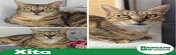 Mixed Breed cats for adoption: Xita - lovely mummy cat - Advert 1