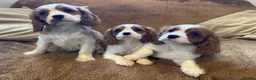 Cavalier King Charles Spaniel dogs for sale: Beautiful Cavalier King Charles Spaniel puppies - Advert 1