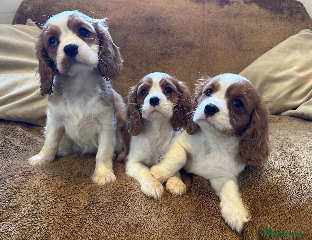 Cavalier King Charles Spaniel dogs for sale: Beautiful Cavalier King Charles Spaniel puppies - Advert 1