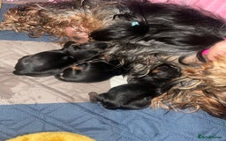 Yorkshire Terrier dogs for sale: Absolutely adorable mini yorkie puppies  - Image 2