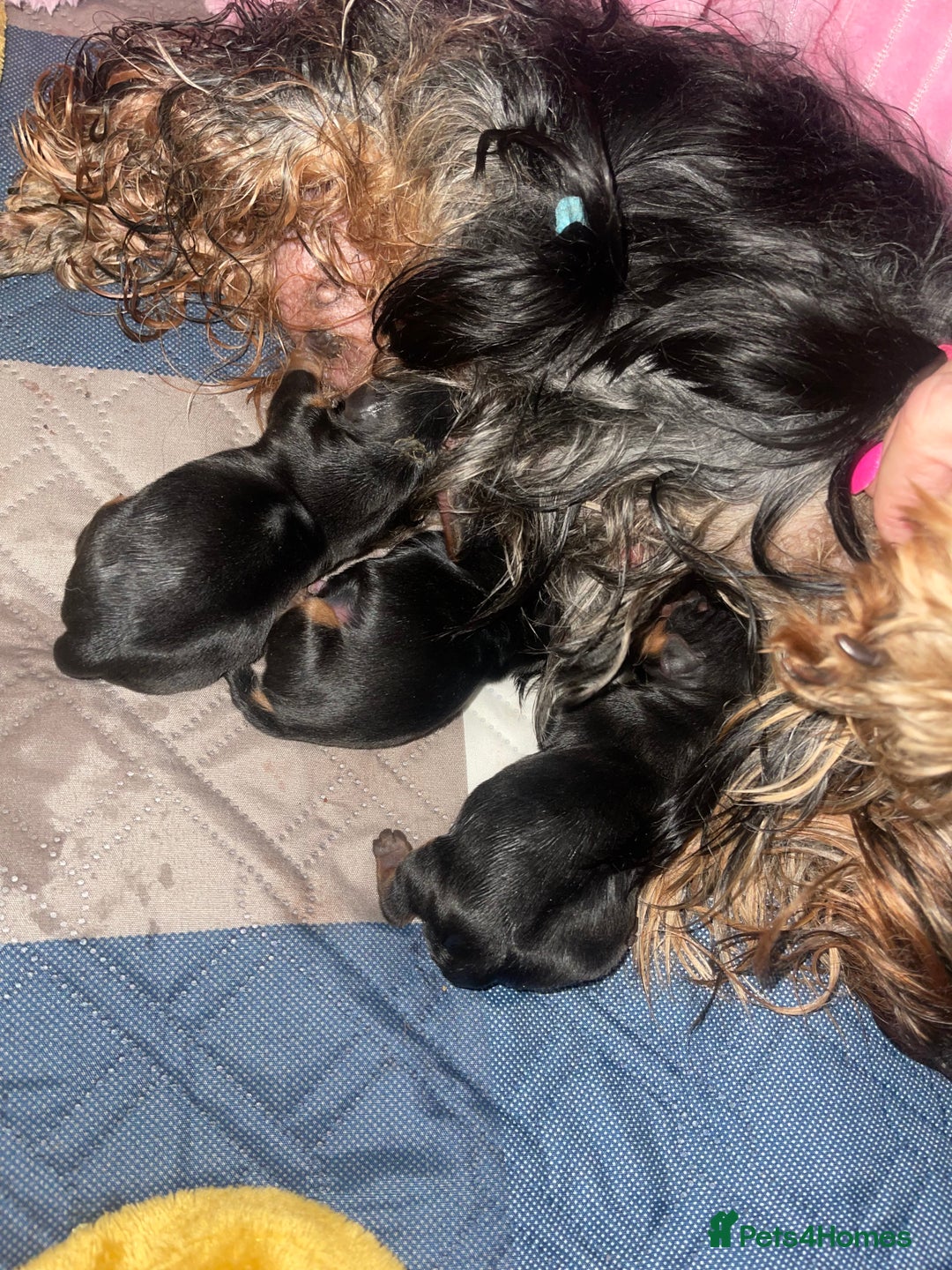 Yorkshire Terrier dogs for sale: Absolutely adorable mini yorkie puppies  - Image 2