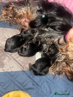 Yorkshire Terrier dogs - Advert 6