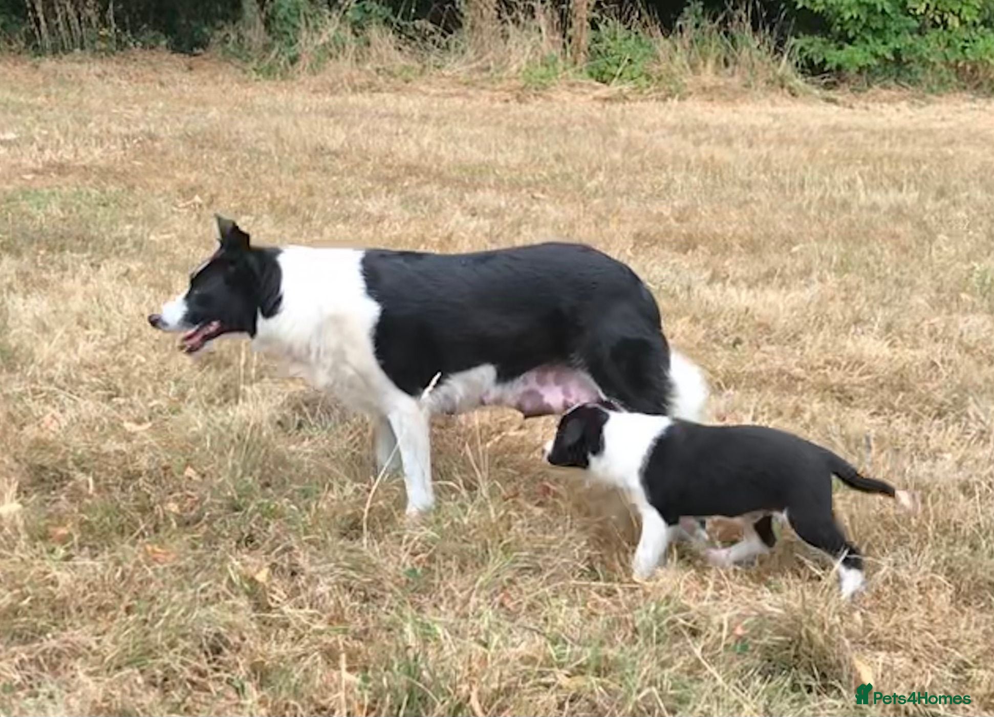 Border Collie dogs OUTSTANDING BORDER COLLIE MALE PUP CHAMPION LINES - Advert 1