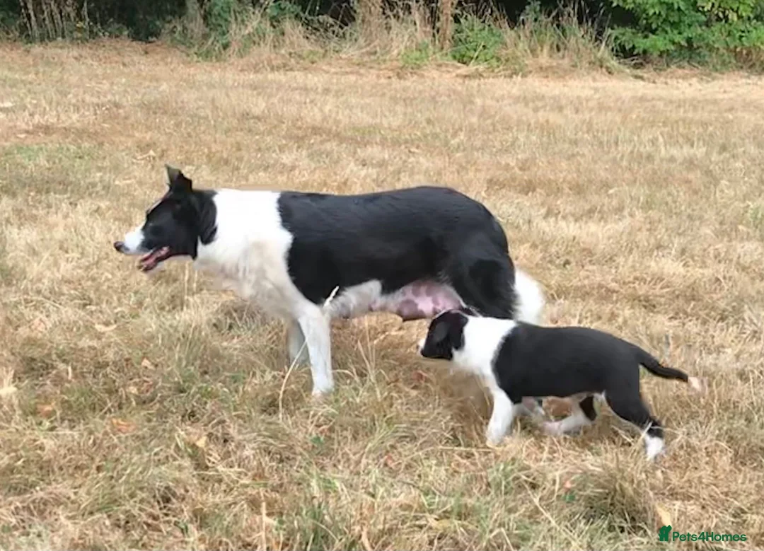 Border Collie dogs for sale: OUTSTANDING BORDER COLLIE MALE PUP CHAMPION LINES - Advert 1