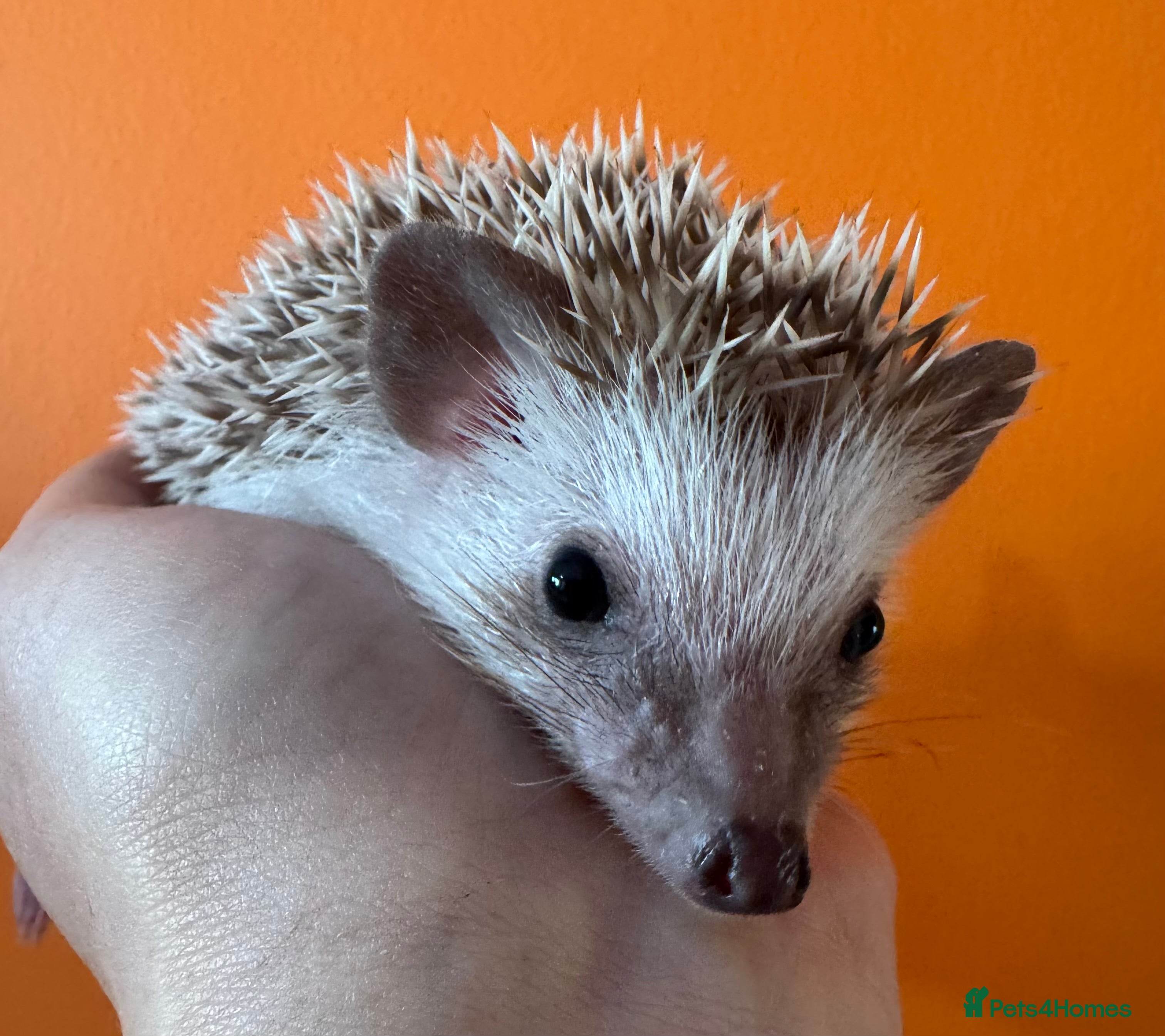 Pygmy Hedgehog rodents Last baby African Pygmy hedgehogs for sale - Advert 6
