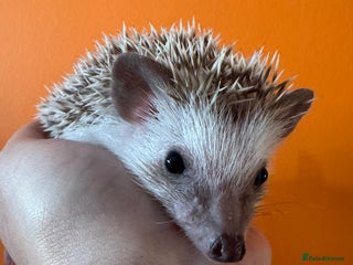 Pygmy Hedgehog rodents Last baby African Pygmy hedgehogs for sale - Advert 2