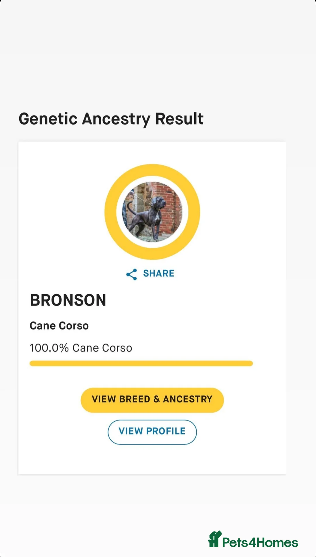 Cane Corso dogs for sale: Gorgeous Cane Corso  - Advert 12