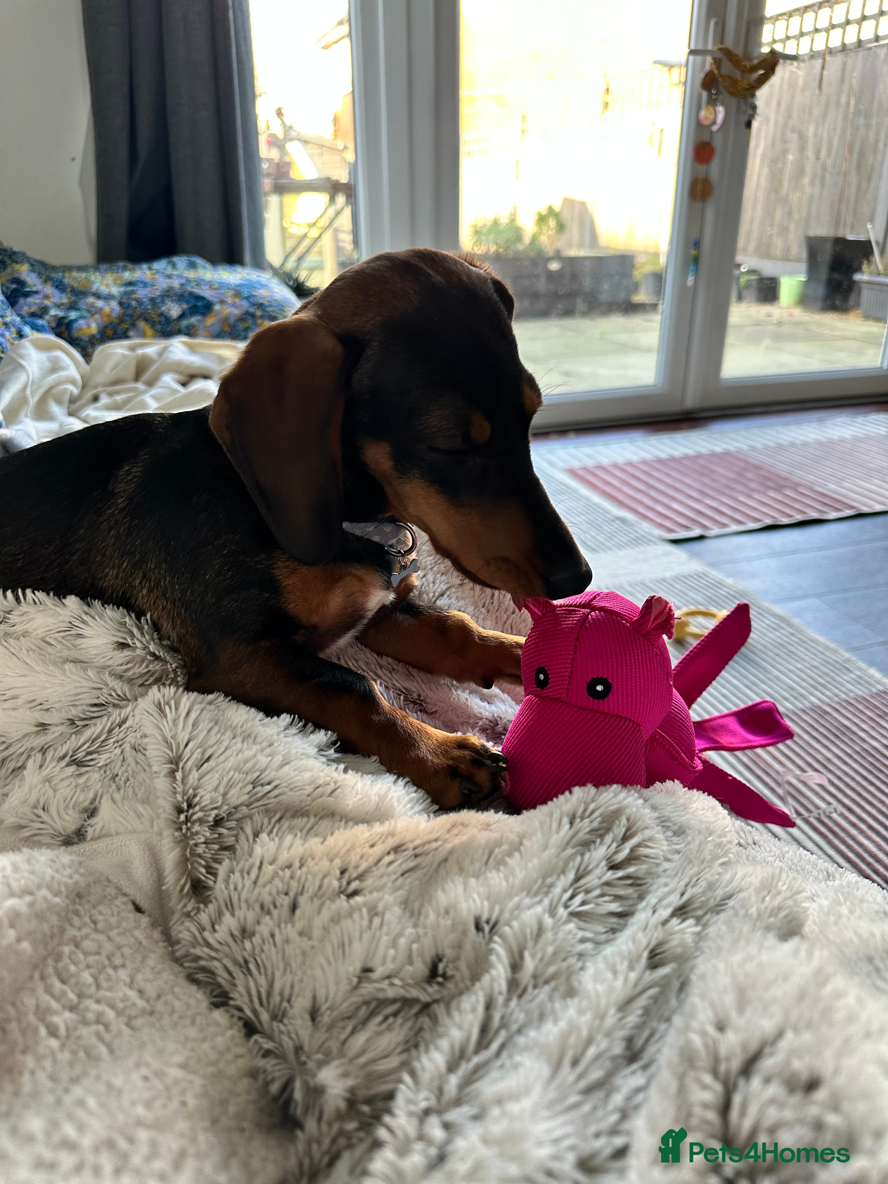 Miniature Dachshund dogs Miniature Dachshund Female. 6 Month’s Old.  - Advert 1