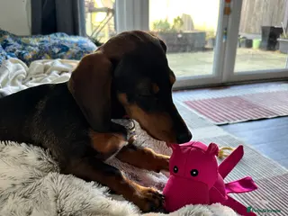 Miniature Dachshund dogs Miniature Dachshund Female. 6 Month’s Old. - Advert 1