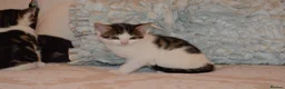 Mixed Breed cats for sale: 4 Beautiful Gentle Kittens for Sale - Advert 27