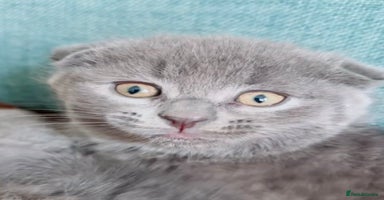 Scottish Fold cats - Advert 7