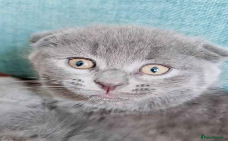 Scottish Fold cats - Advert 4